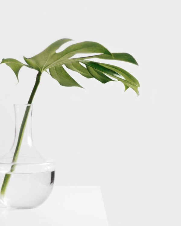 Clear Glass Bud Vase